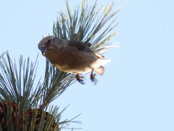 Red Crossbill 創造の森(山梨県) Thu, 11/23/2023