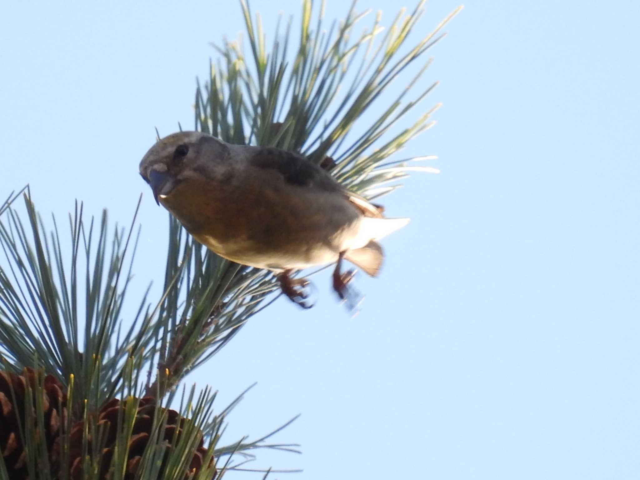 Photo of Red Crossbill at 創造の森(山梨県) by カズー