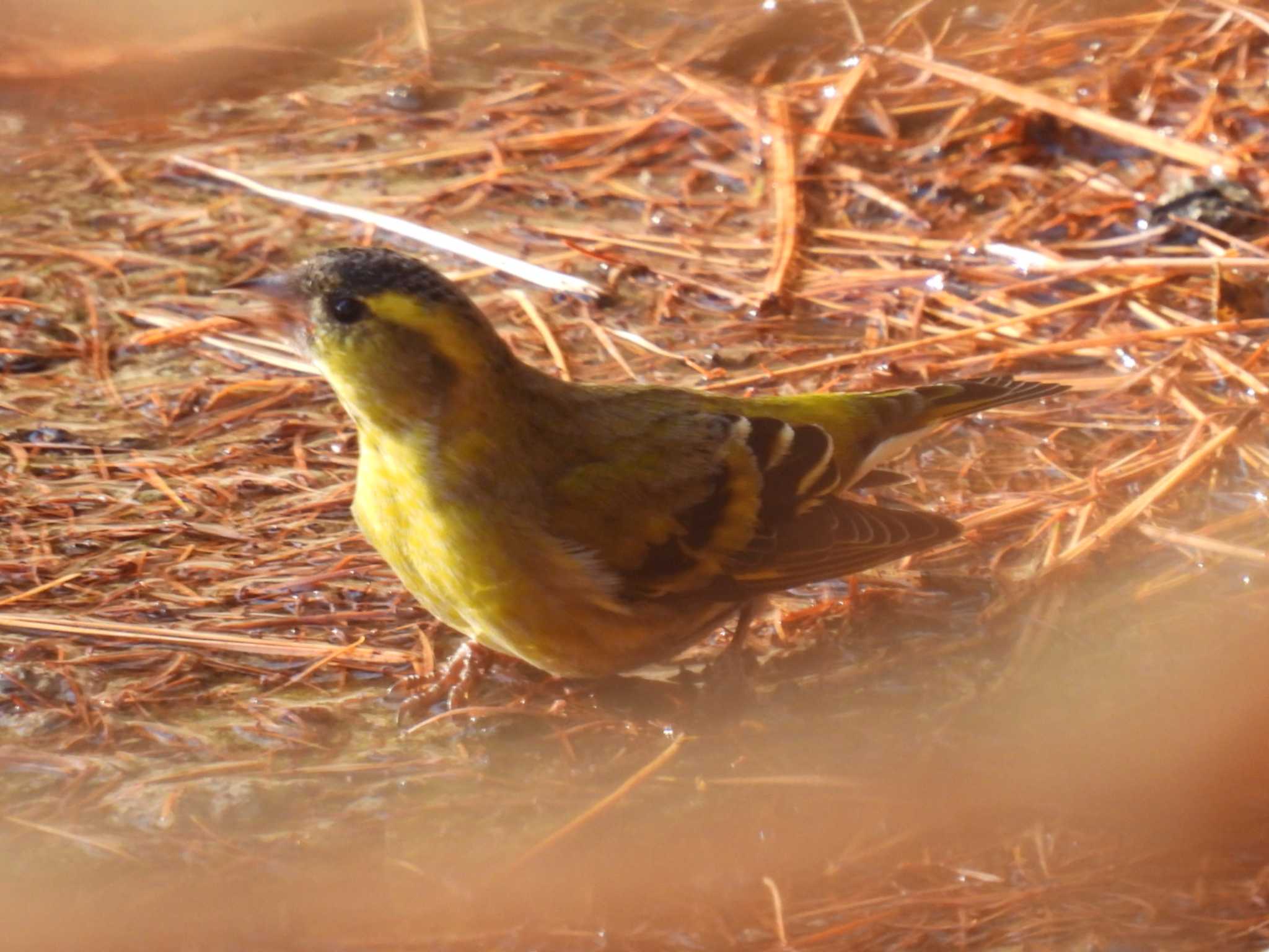 Photo of Eurasian Siskin at 創造の森(山梨県) by カズー