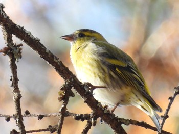 Eurasian Siskin 創造の森(山梨県) Thu, 11/23/2023