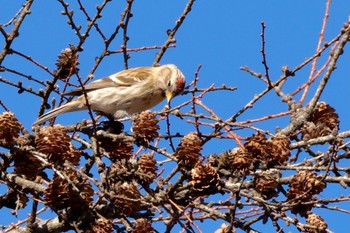 Common Redpoll Unknown Spots Wed, 11/22/2023