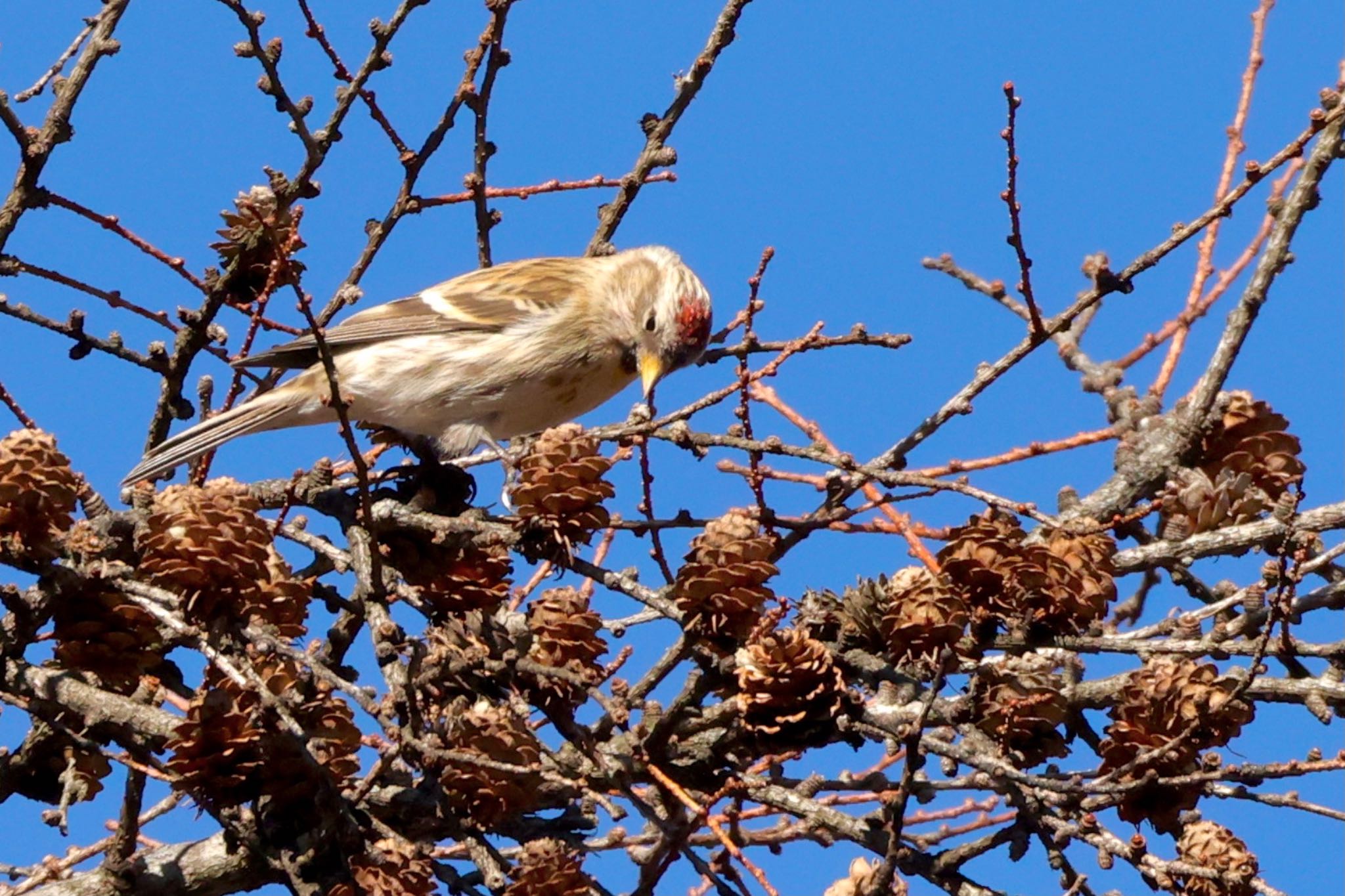 Photo of Common Redpoll at  by なおんなおん