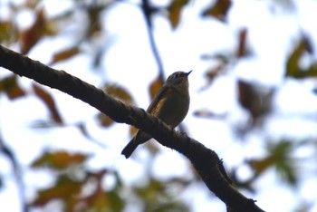 Red-flanked Bluetail 各務原市 Thu, 11/23/2023