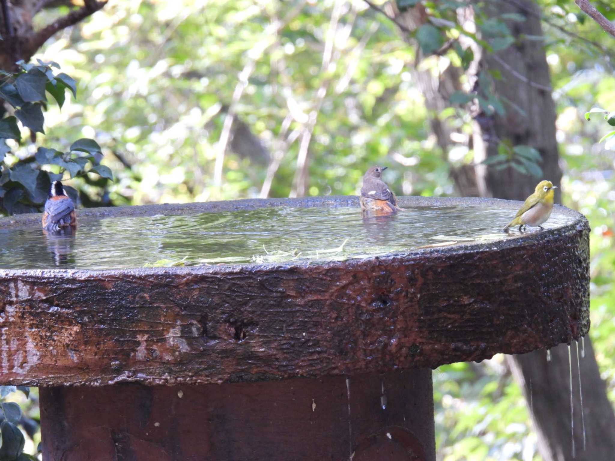 Warbling White-eye