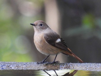 Daurian Redstart 権現山(弘法山公園) Thu, 11/23/2023