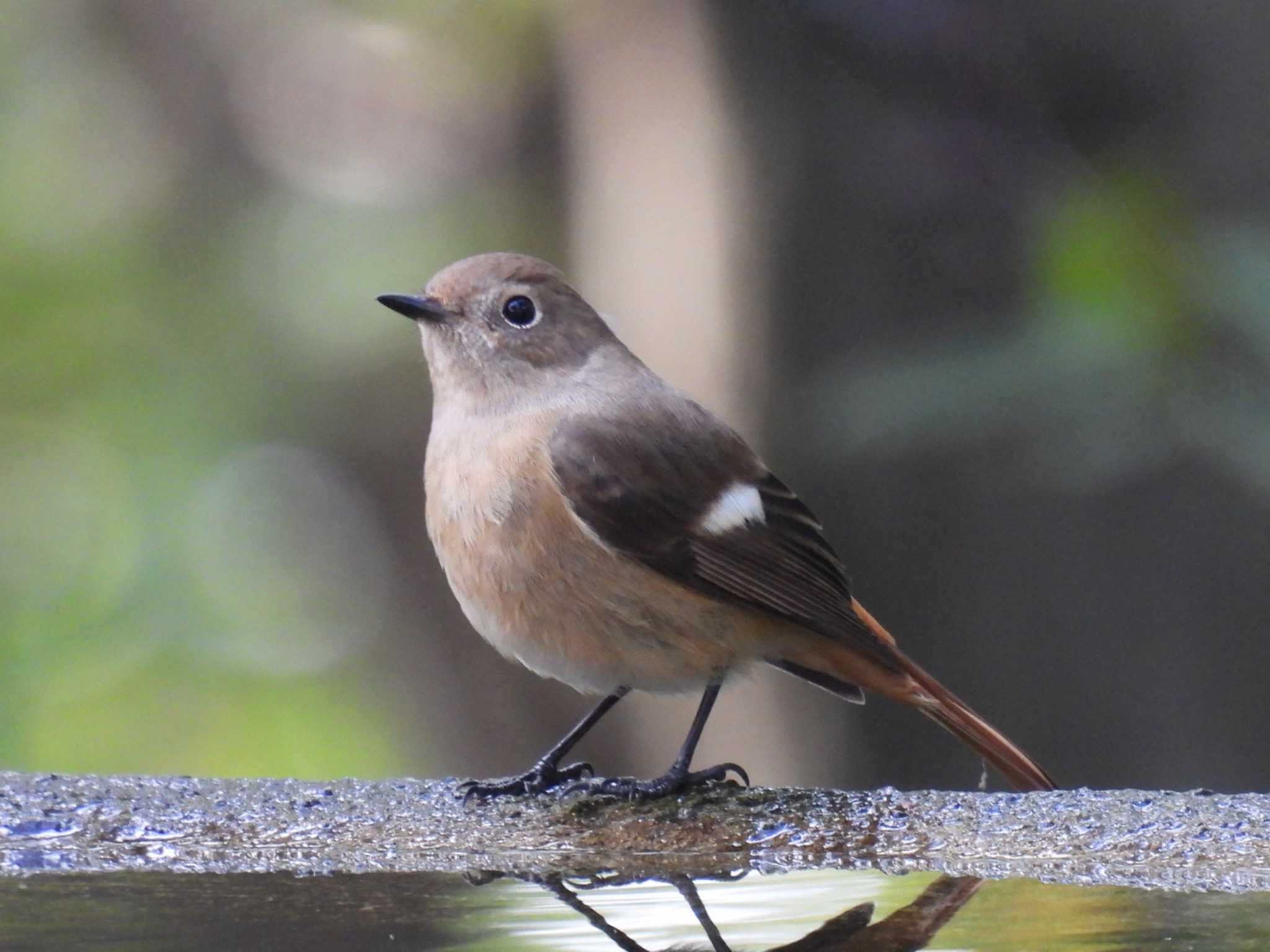 Photo of Daurian Redstart at 権現山(弘法山公園) by カズー