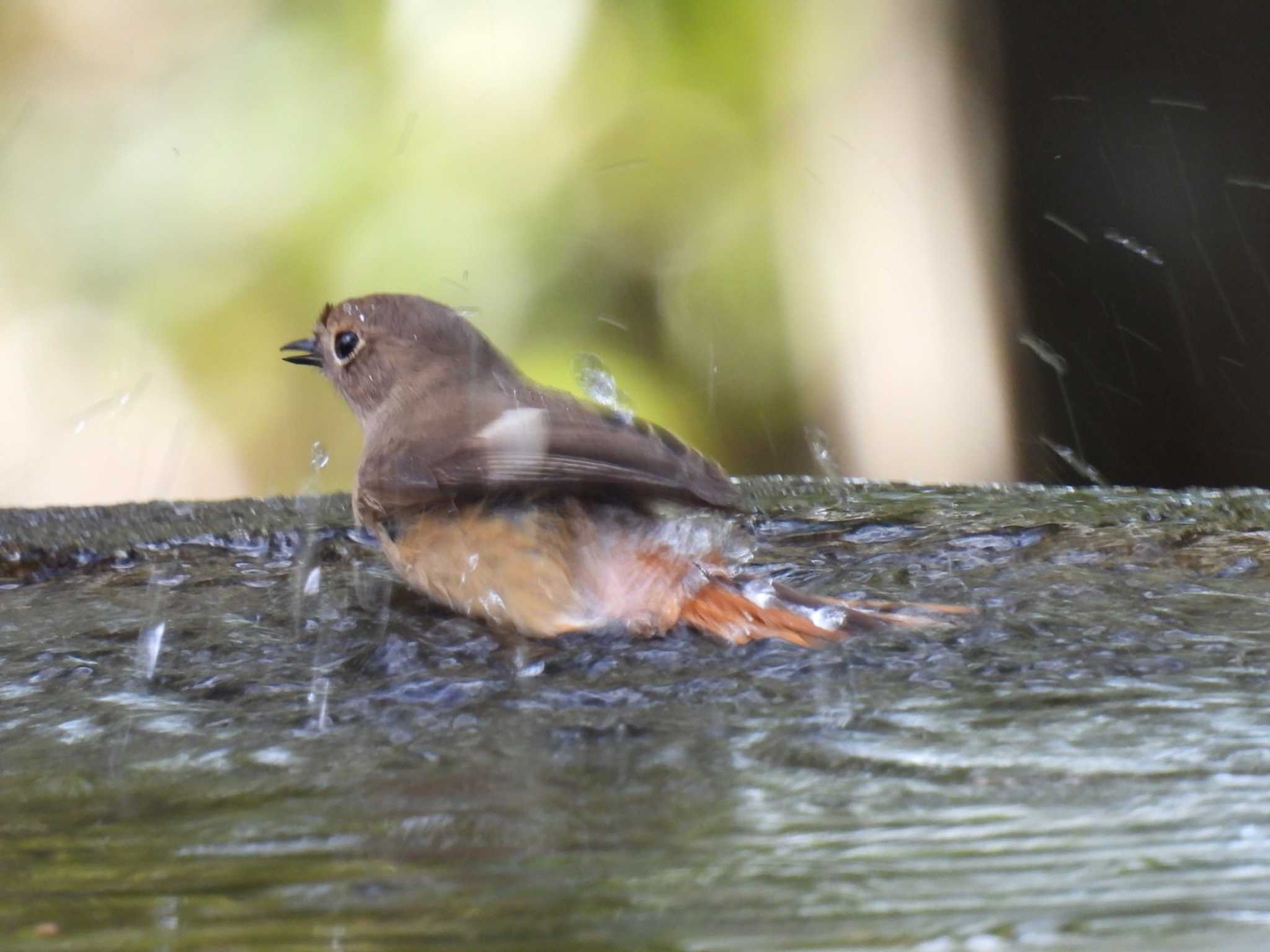 Daurian Redstart