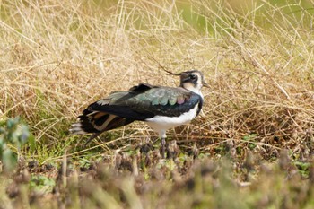 Northern Lapwing Unknown Spots Thu, 11/23/2023