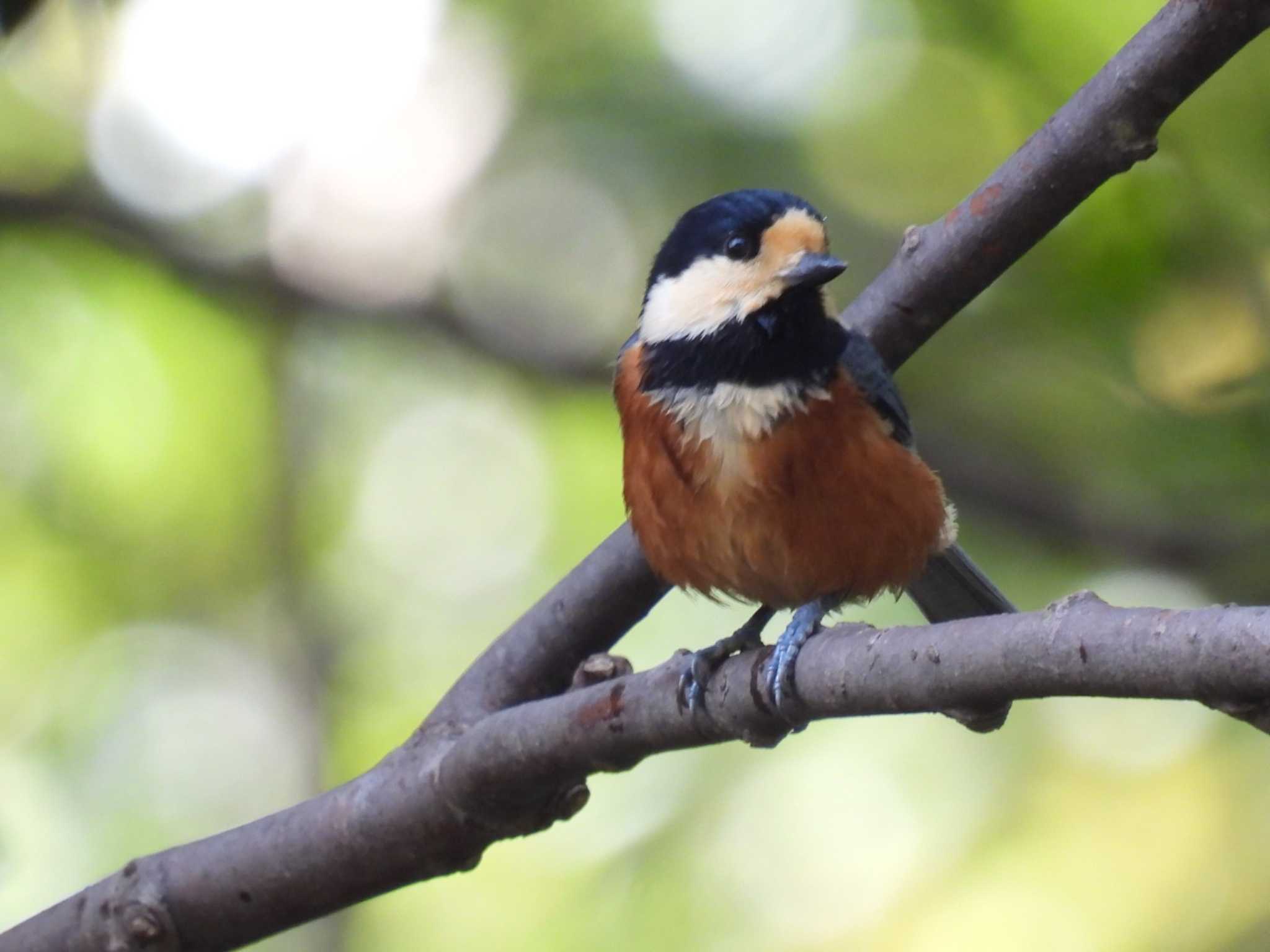 Photo of Varied Tit at 権現山(弘法山公園) by カズー
