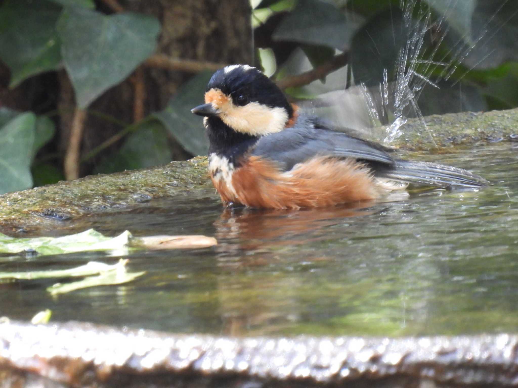 Photo of Varied Tit at 権現山(弘法山公園) by カズー