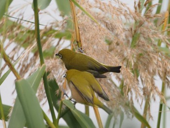 Warbling White-eye Kasai Rinkai Park Thu, 11/23/2023