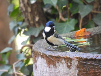 Japanese Tit 権現山(弘法山公園) Thu, 11/23/2023