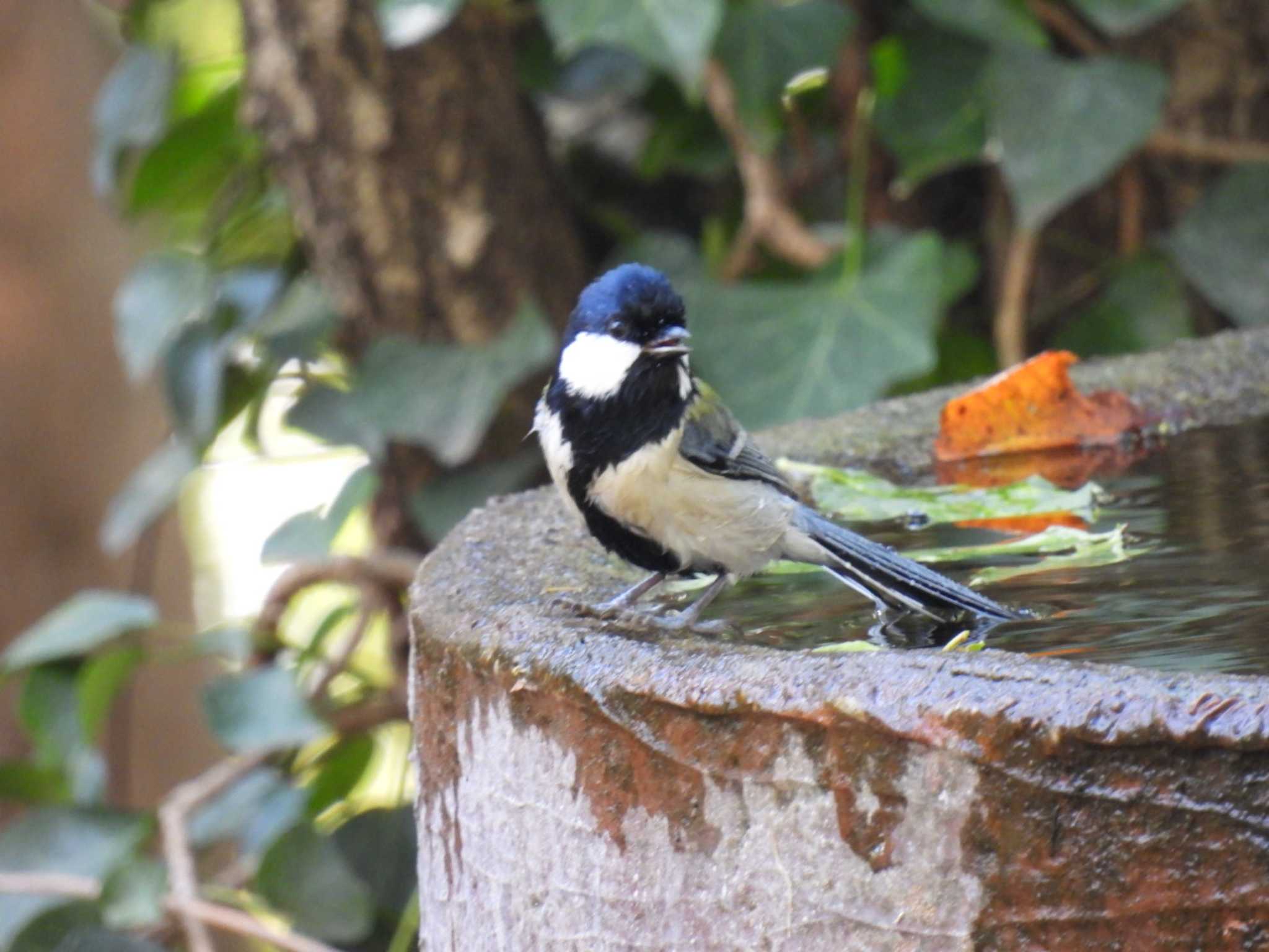 Photo of Japanese Tit at 権現山(弘法山公園) by カズー