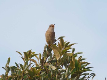 Daurian Redstart Kasai Rinkai Park Thu, 11/23/2023