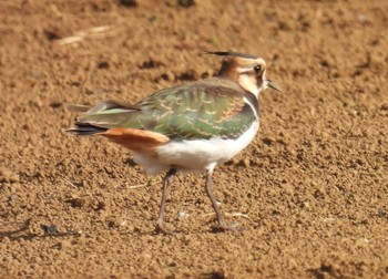 Northern Lapwing 平塚田んぼ Thu, 11/23/2023