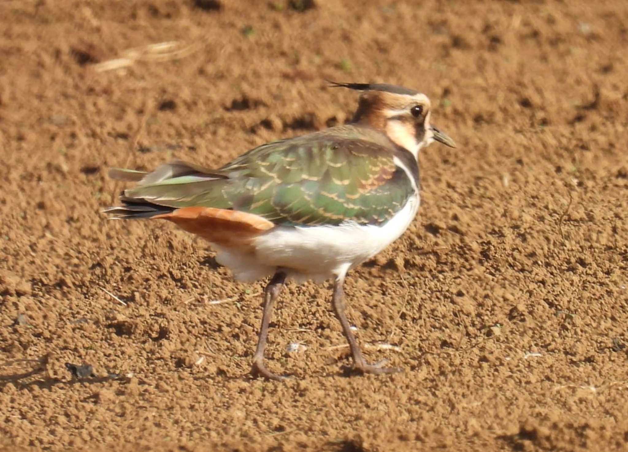 Photo of Northern Lapwing at 平塚田んぼ by カズー