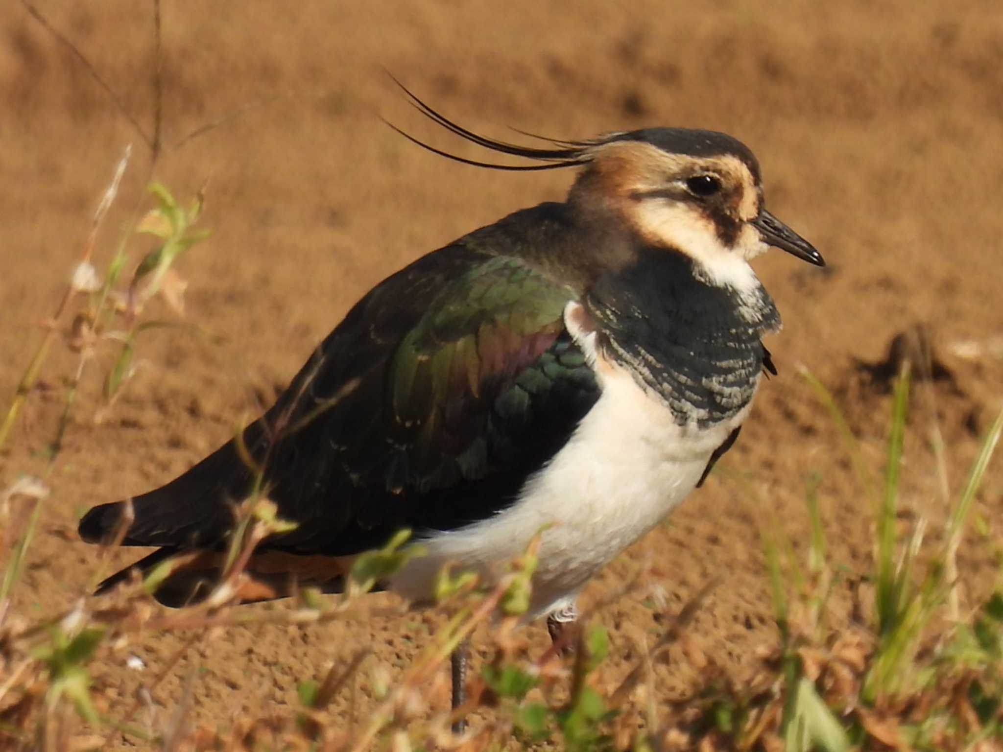 Photo of Northern Lapwing at 平塚田んぼ by カズー