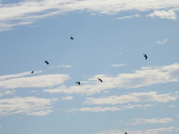 Northern Lapwing 平塚田んぼ Thu, 11/23/2023