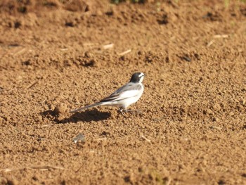 White Wagtail 平塚田んぼ Thu, 11/23/2023