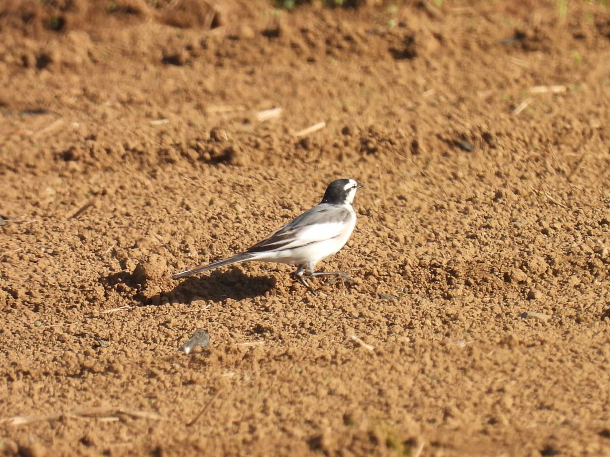 Photo of White Wagtail at 平塚田んぼ by カズー