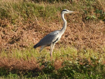 Grey Heron 平塚田んぼ Thu, 11/23/2023