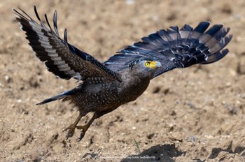 Crested Serpent Eagle Ishigaki Island Fri, 10/6/2023