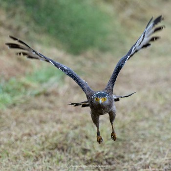 Crested Serpent Eagle Ishigaki Island Wed, 10/4/2023