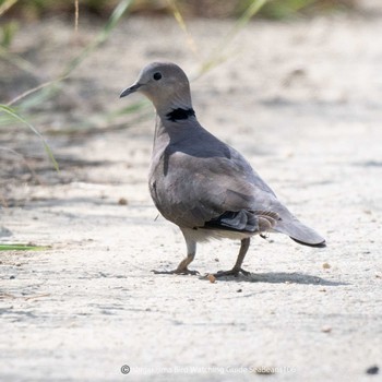 Red Collared Dove Ishigaki Island Fri, 10/6/2023