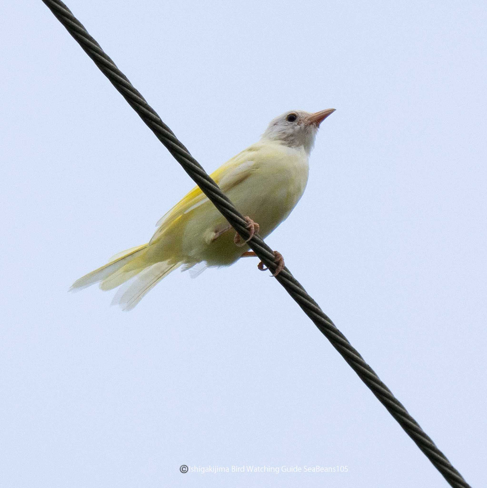 Photo of Light-vented Bulbul at Ishigaki Island by 石垣島バードウオッチングガイドSeaBeans