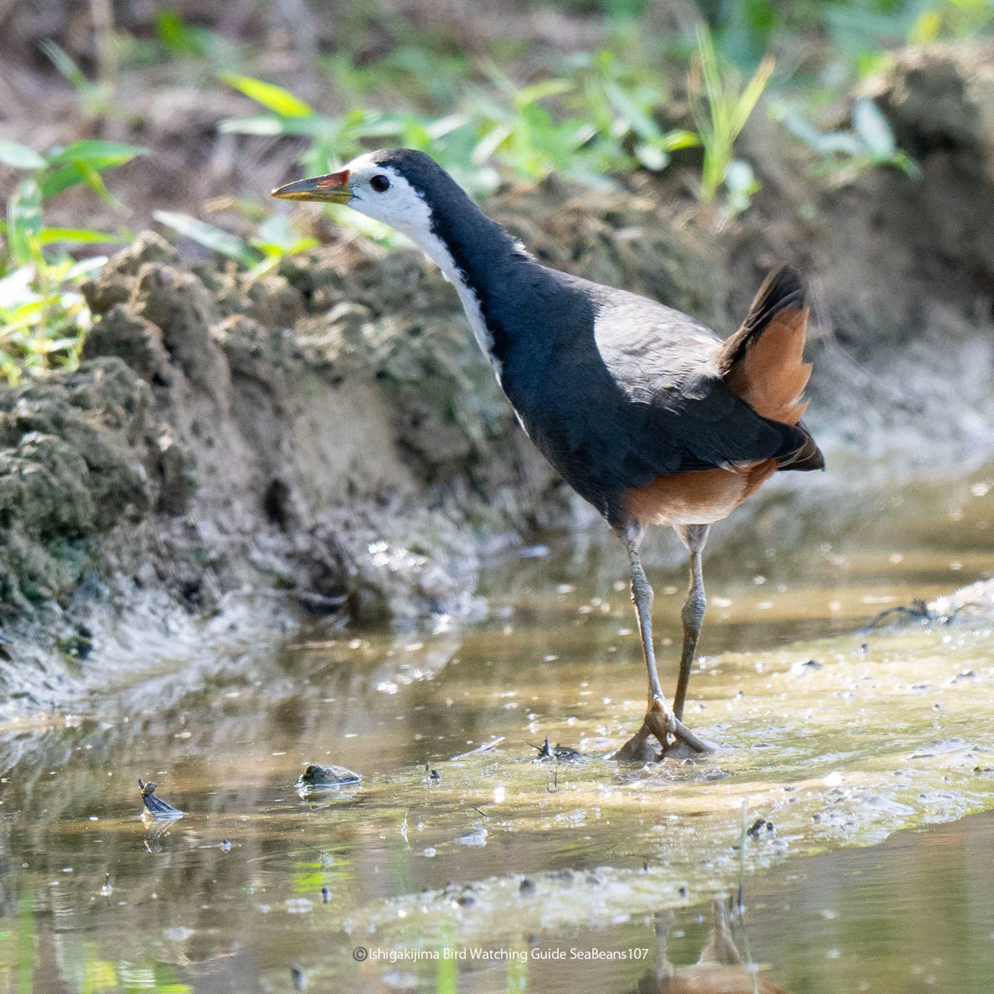 Photo of White-breasted Waterhen at Ishigaki Island by 石垣島バードウオッチングガイドSeaBeans