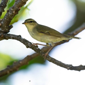 Arctic Warbler Ishigaki Island Sun, 10/8/2023