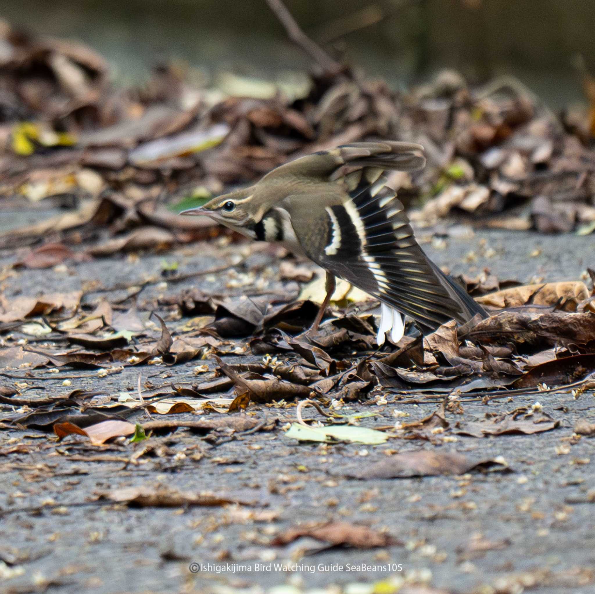 Photo of Forest Wagtail at Ishigaki Island by 石垣島バードウオッチングガイドSeaBeans