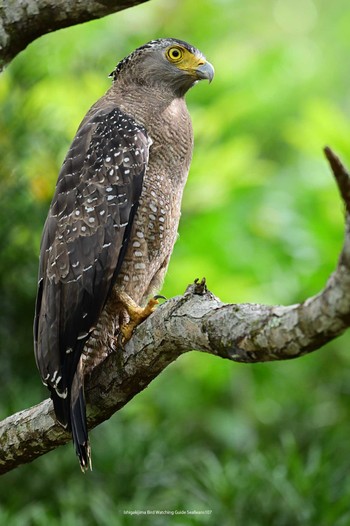 Crested Serpent Eagle Ishigaki Island Sat, 10/7/2023