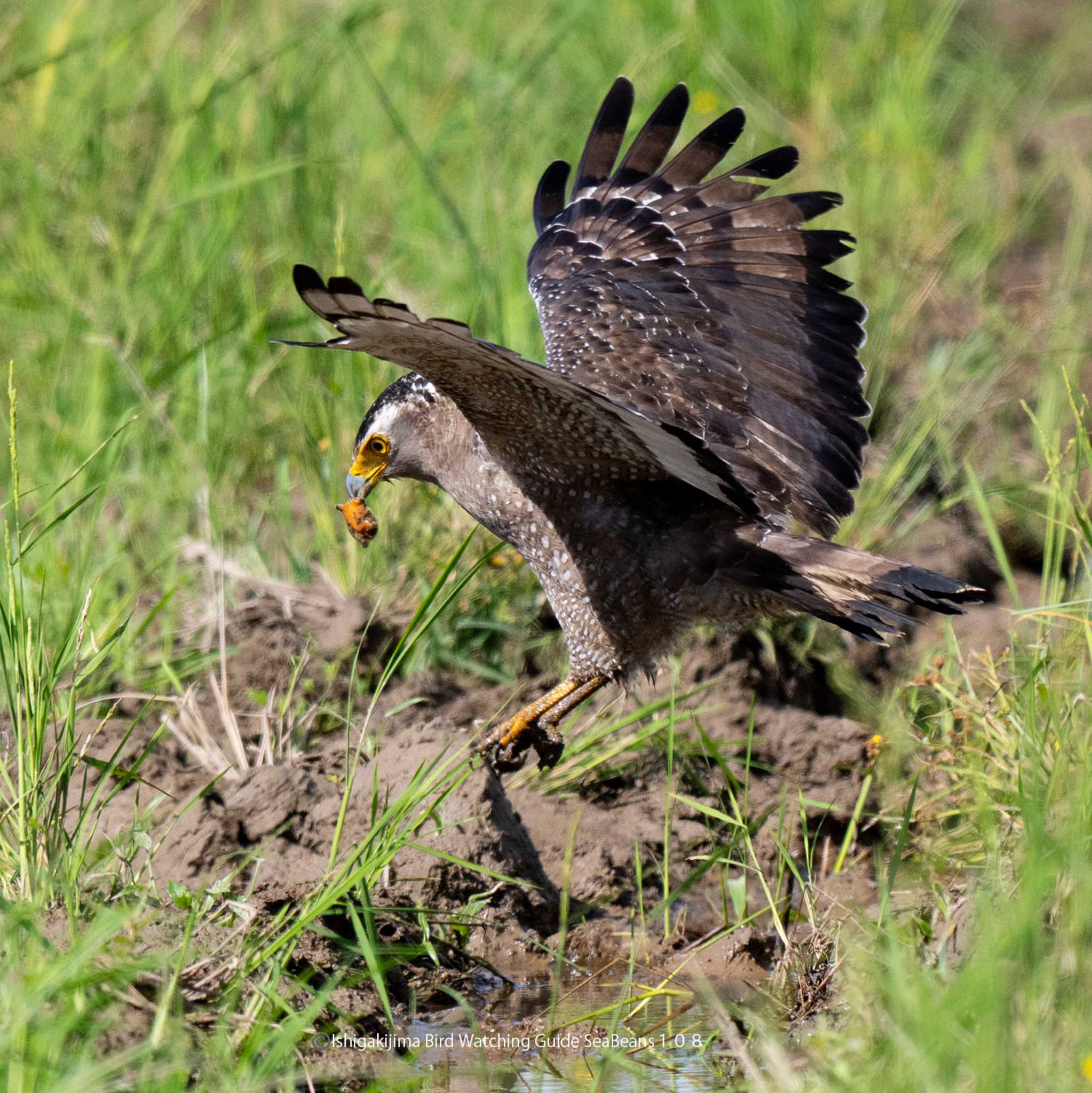 Photo of Crested Serpent Eagle at Ishigaki Island by 石垣島バードウオッチングガイドSeaBeans