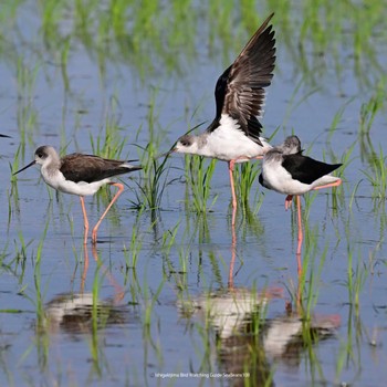 Black-winged Stilt Ishigaki Island Sun, 10/8/2023