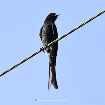 Black Drongo Ishigaki Island Mon, 10/9/2023