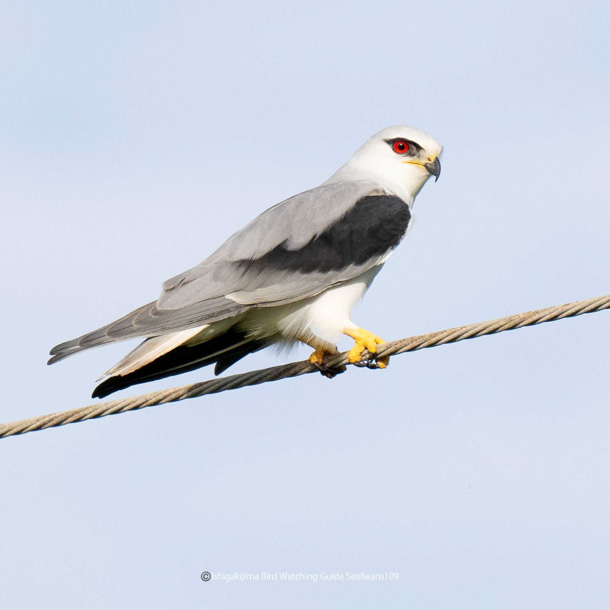 Photo of Black-winged Kite at Ishigaki Island by 石垣島バードウオッチングガイドSeaBeans