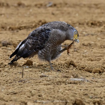 Crested Serpent Eagle Ishigaki Island Mon, 10/9/2023