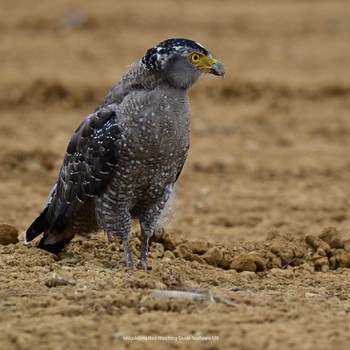 Crested Serpent Eagle Ishigaki Island Mon, 10/9/2023