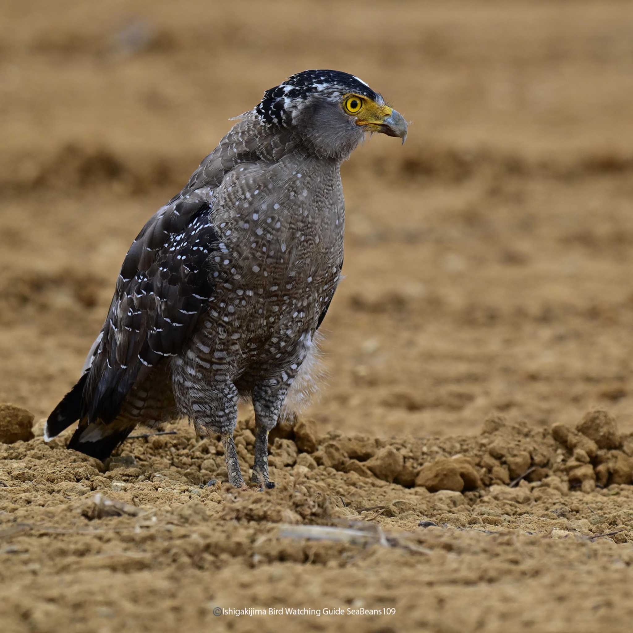 Photo of Crested Serpent Eagle at Ishigaki Island by 石垣島バードウオッチングガイドSeaBeans