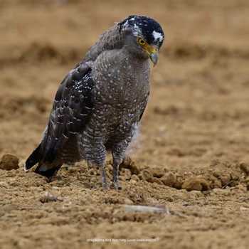 Crested Serpent Eagle Ishigaki Island Mon, 10/9/2023