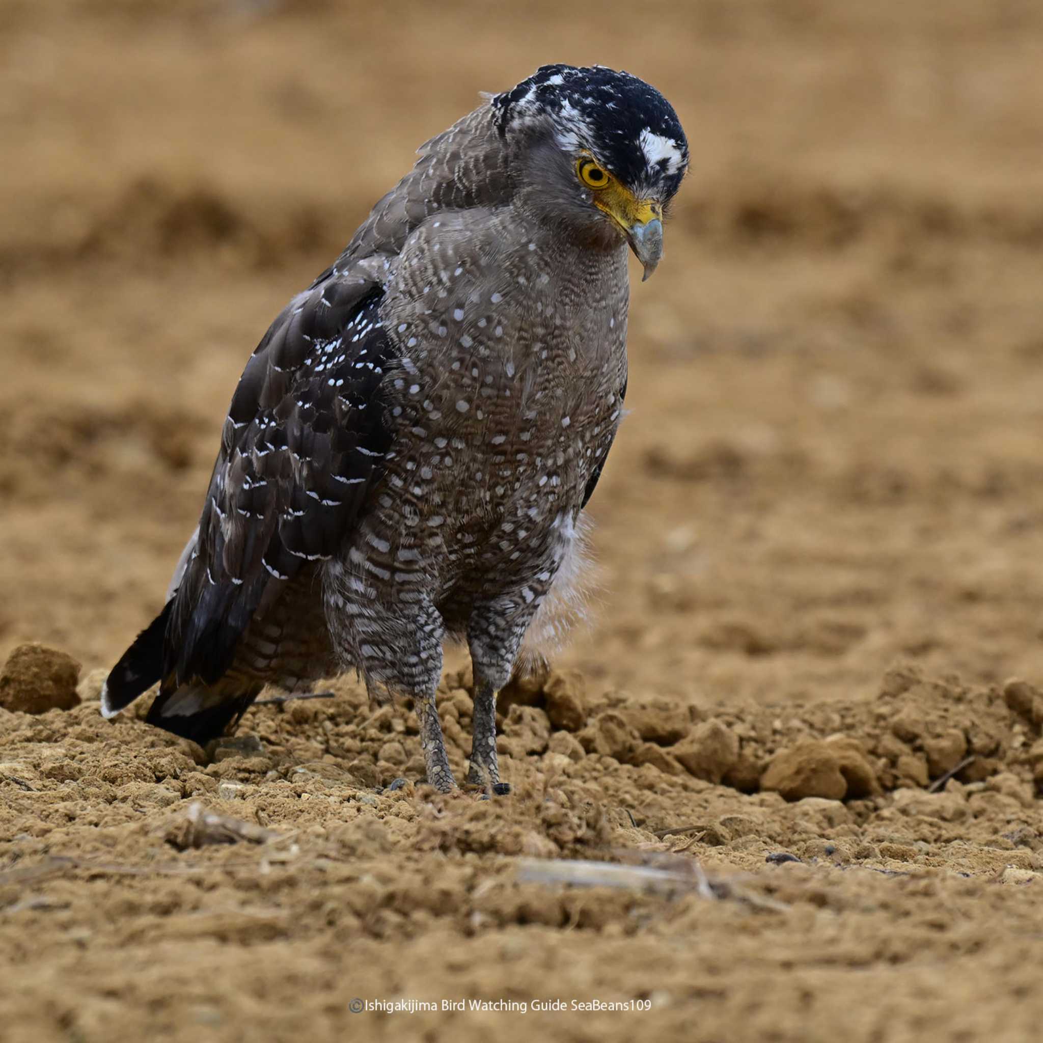 Photo of Crested Serpent Eagle at Ishigaki Island by 石垣島バードウオッチングガイドSeaBeans