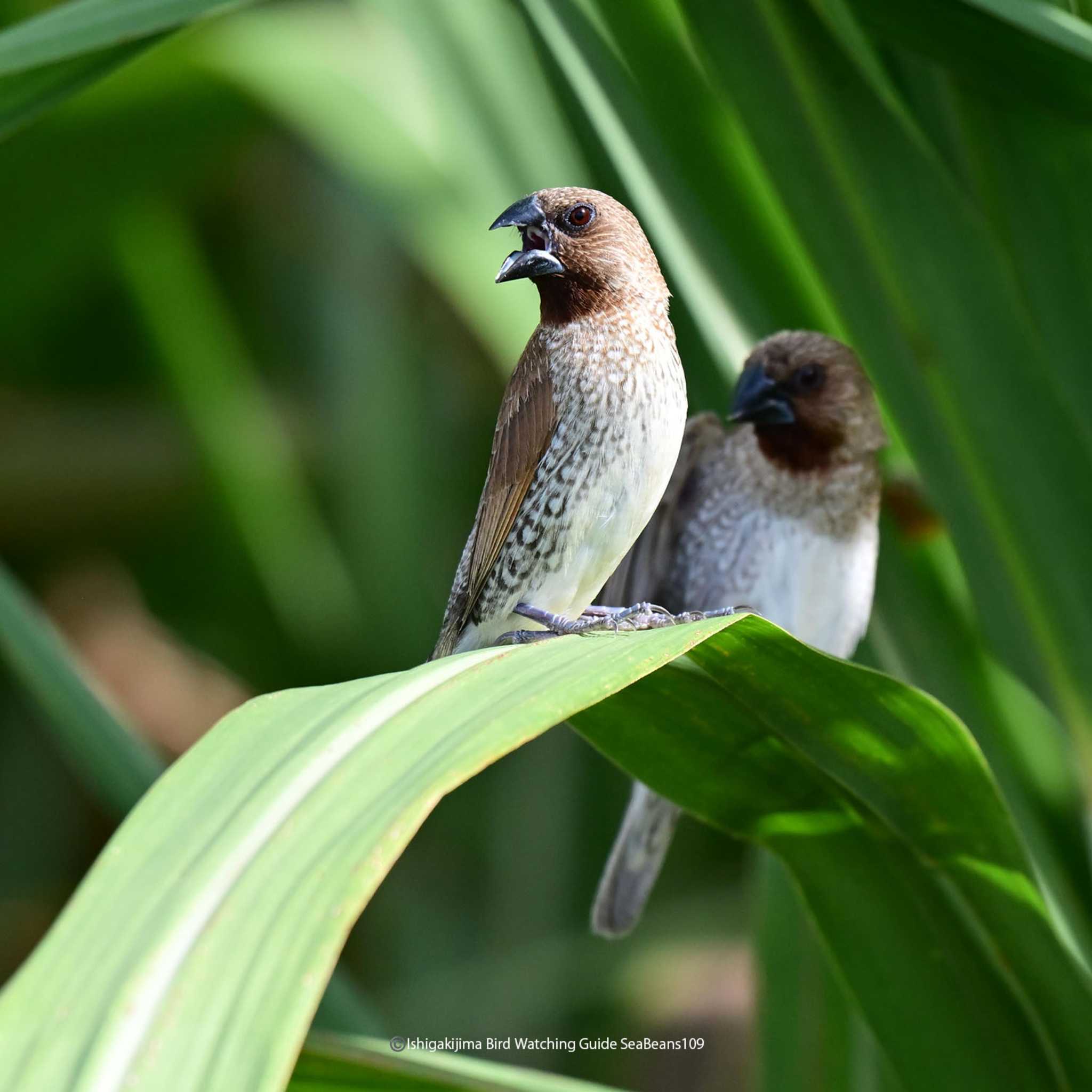 Photo of Scaly-breasted Munia at Ishigaki Island by 石垣島バードウオッチングガイドSeaBeans