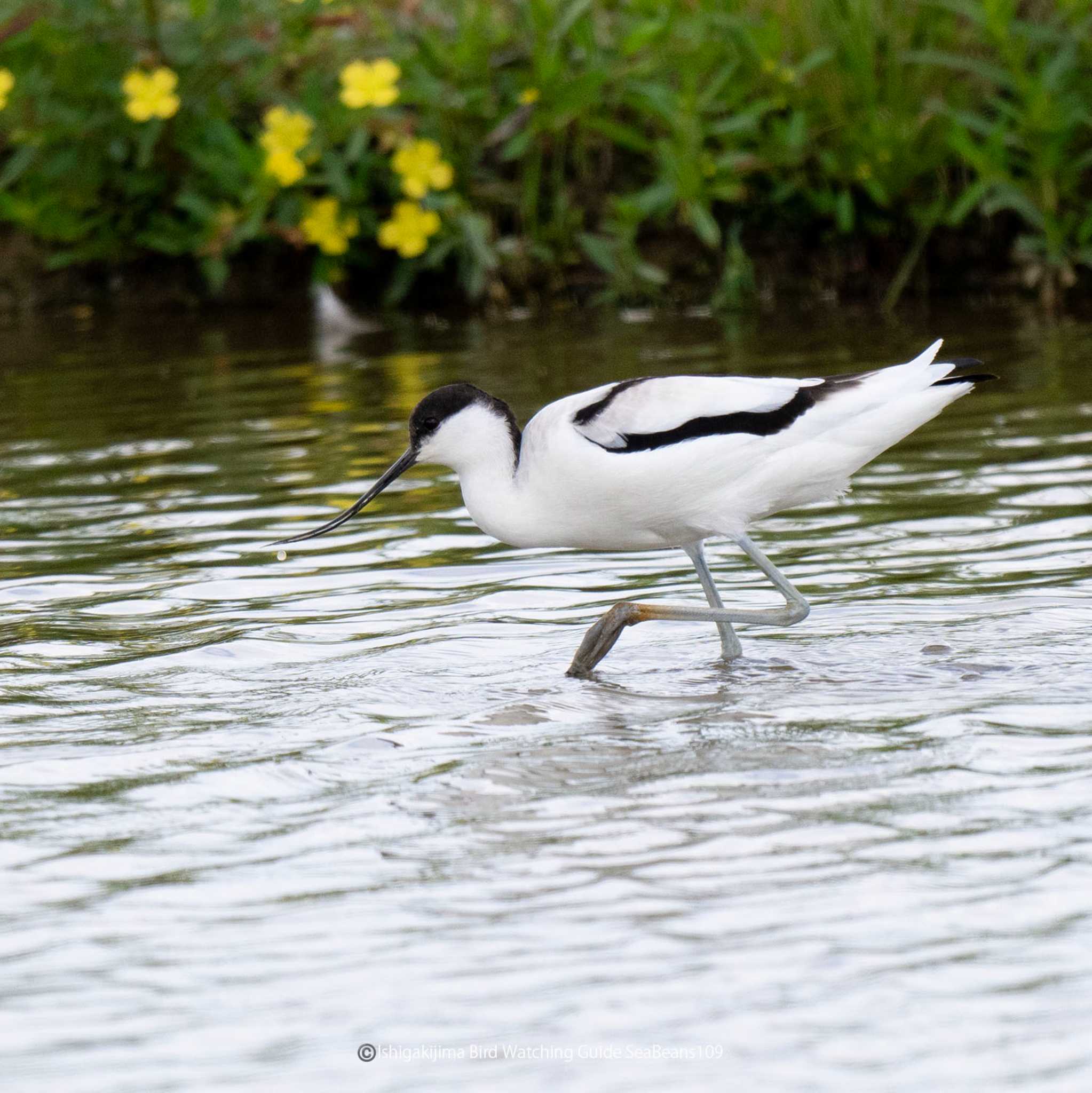 Photo of Pied Avocet at Ishigaki Island by 石垣島バードウオッチングガイドSeaBeans