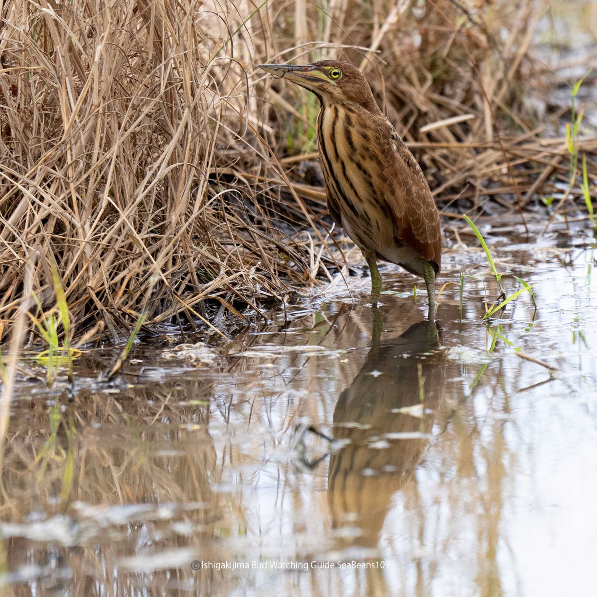 Photo of Cinnamon Bittern at Ishigaki Island by 石垣島バードウオッチングガイドSeaBeans