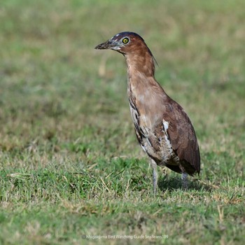 Malayan Night Heron Ishigaki Island Mon, 10/9/2023