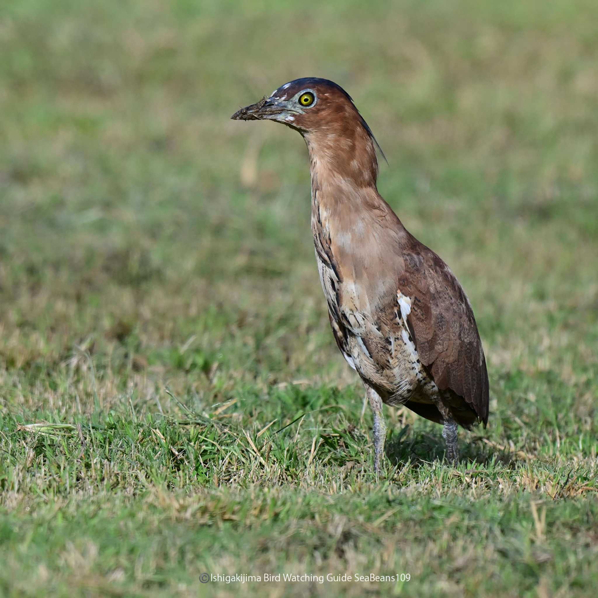 Photo of Malayan Night Heron at Ishigaki Island by 石垣島バードウオッチングガイドSeaBeans