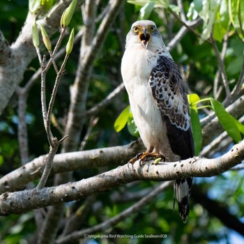 Crested Serpent Eagle Ishigaki Island Thu, 9/28/2023