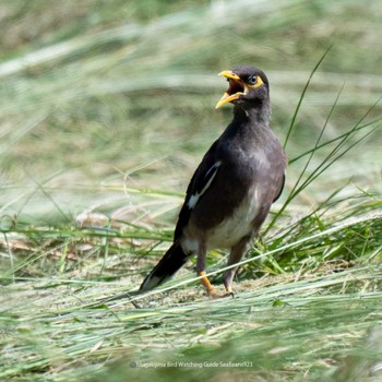 Common Myna Ishigaki Island Sat, 9/23/2023