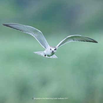 Whiskered Tern Ishigaki Island Tue, 10/17/2023